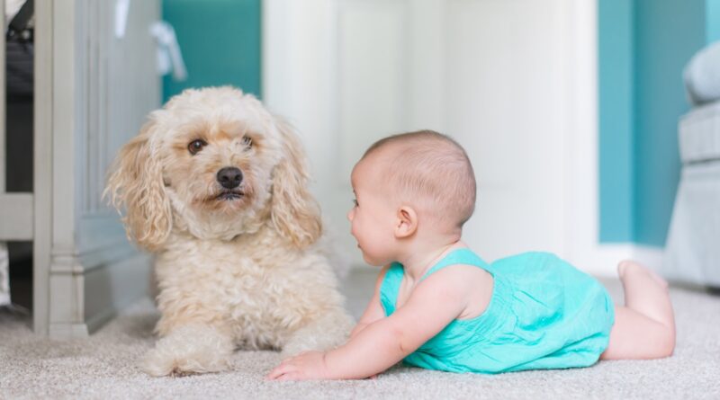 baby crawling near long-coated brown dog near door