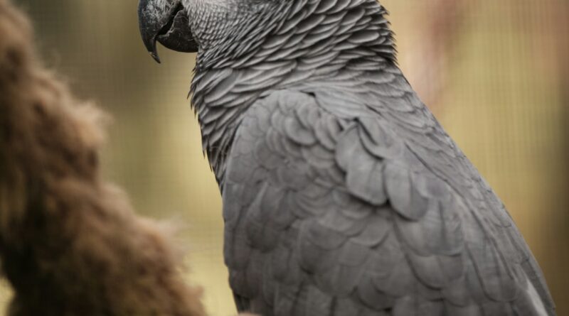 a close up of a bird on a tree branch